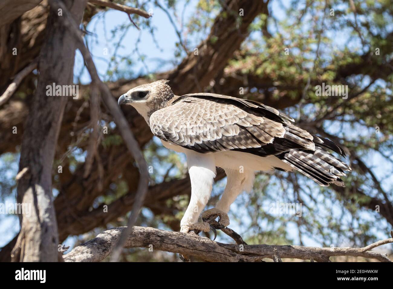Martial Eagle (Polemaetus bellicosus) juvenile perched in tree,  Kgalagadi Transfrontier Park, Kalahari, Northern Cape, South Africa Stock Photo