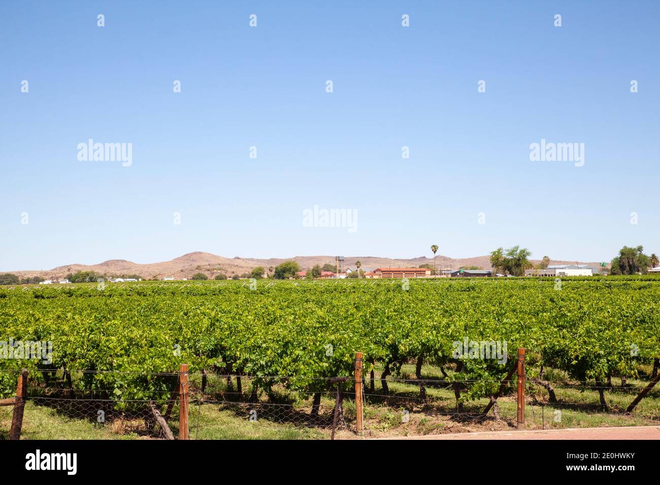Vineyards at sunset near Upington on the Orange River, Northern Cape