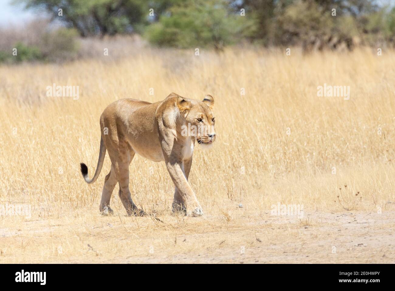 Kalahari Lion (Panthera Leo), Kgalagadi Transfrontier Park, Kalahari, Northern Cape, South Africa. Lioness walking through Savannah grassland. IUCN Re Stock Photo