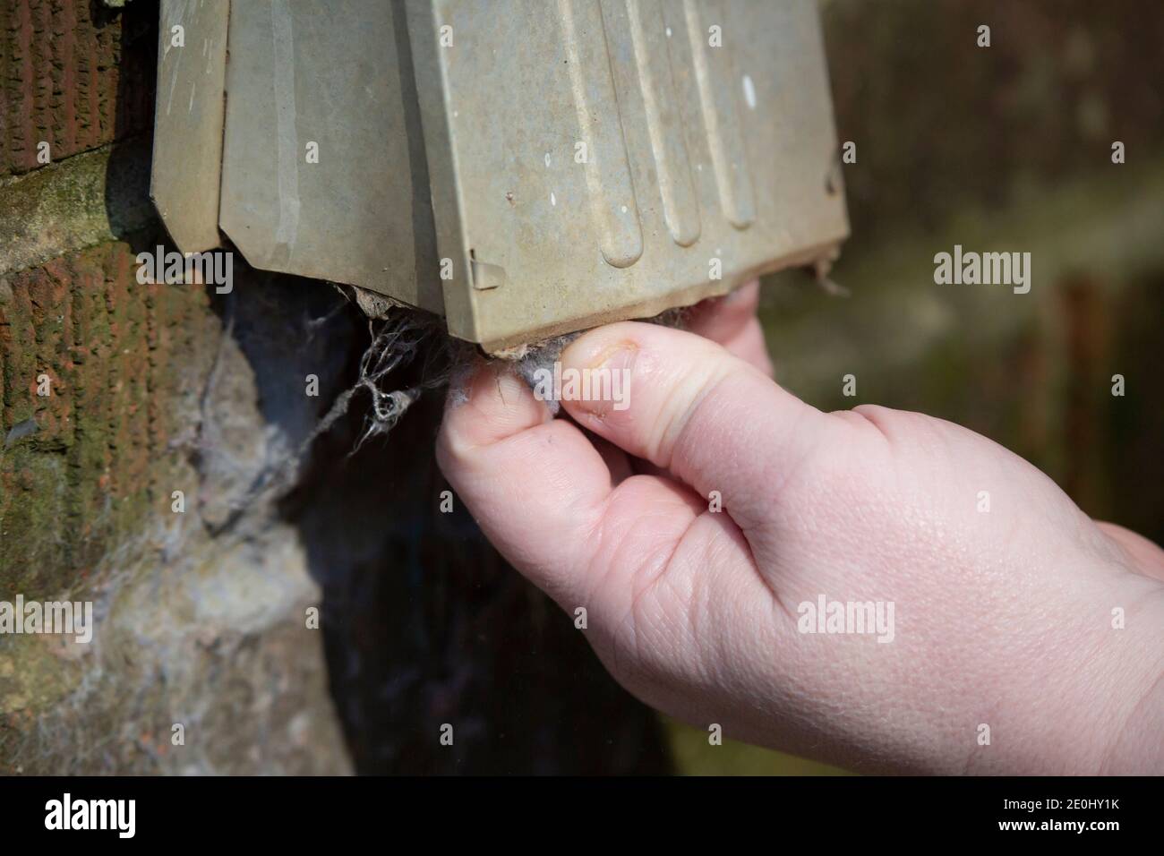 Woman cleaning the lint from a dryer exhaust outside Stock Photo Alamy