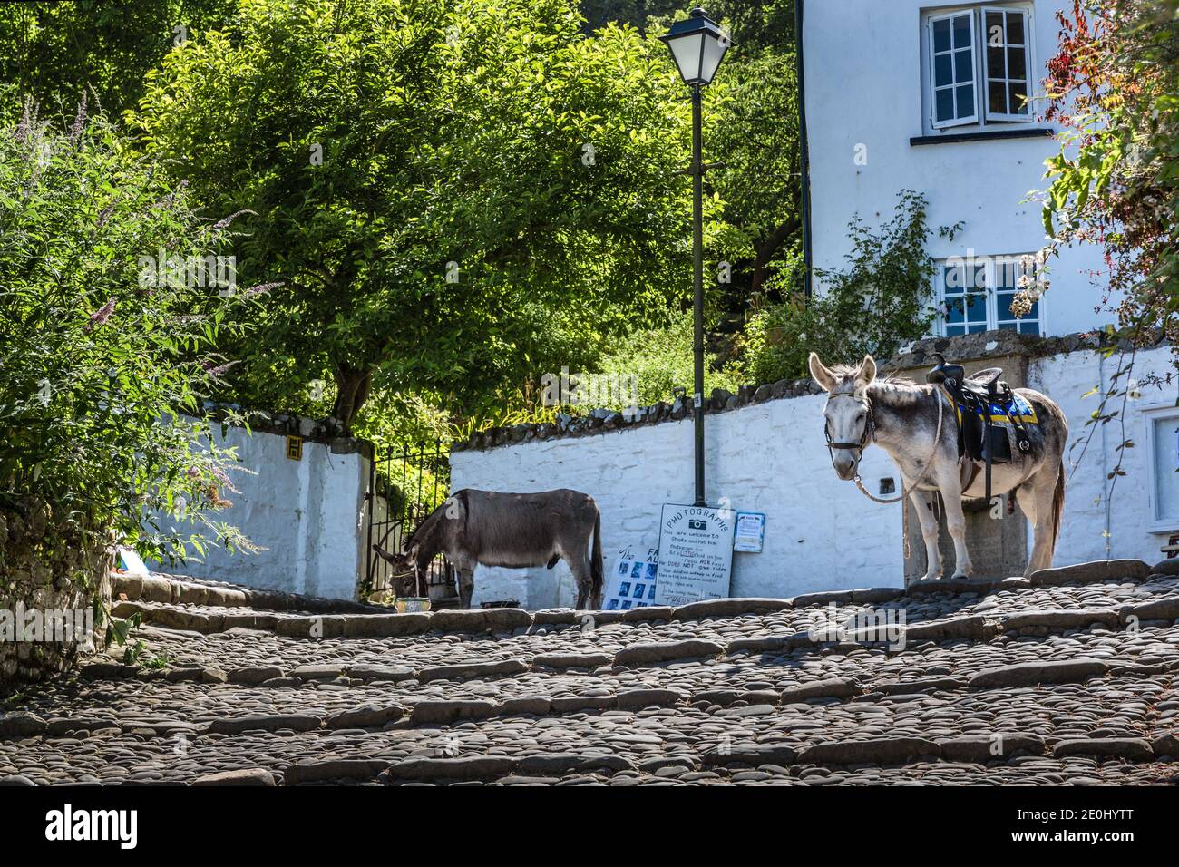 Two donkeys in the picturesque coastal village of Clovelly, North Devon, England, UK Stock Photo