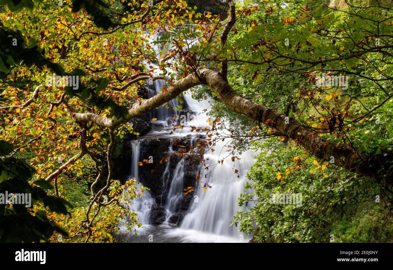 Autumn view of the misty Linn Falls at the famous Angus Glens of Glen Isla. Reekie Linn is of Scotland’s most spectacular waterfalls that cascades through a deep tree-lined canyon with beautiful autumnal and colourful scenery west of the Angus County in Scotland, UK Stock Photo