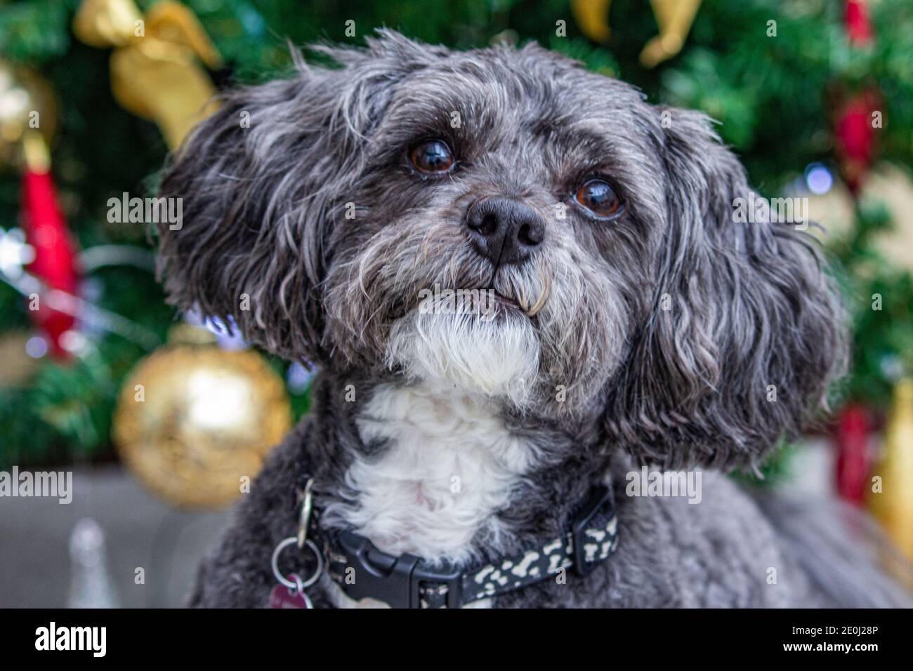 our cheeky Shih Tzu/poodle cross Stock Photo