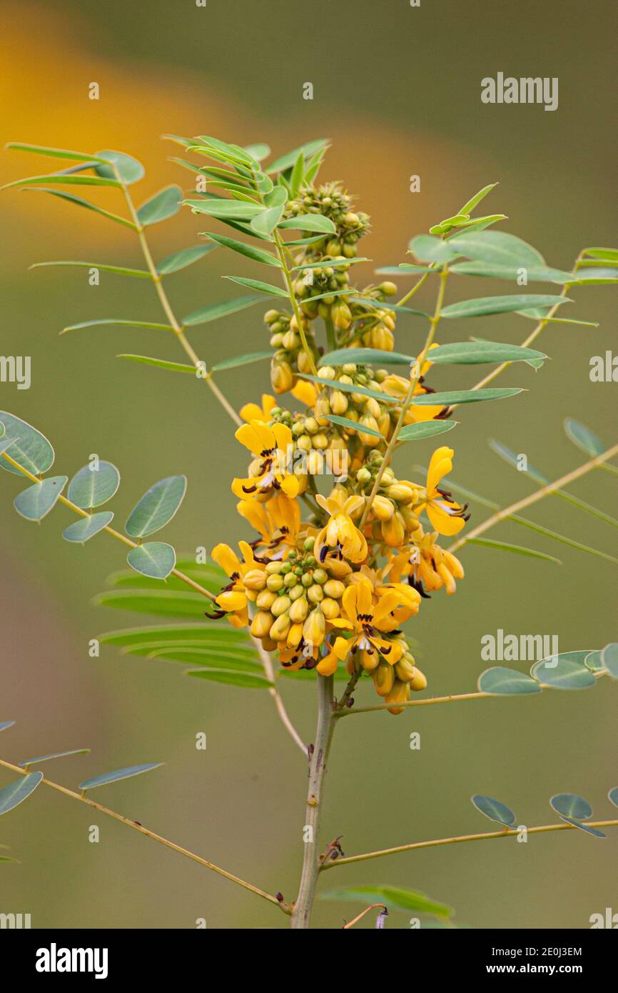 Wild Senna flowers in field, Pennsylvania Stock Photo