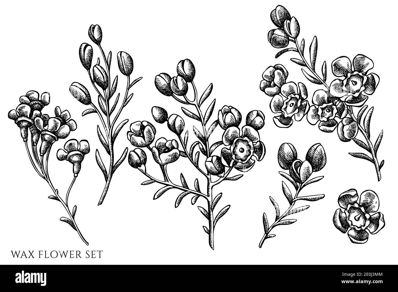 Vector set of hand drawn black and white wax flower Stock Vector Image ...