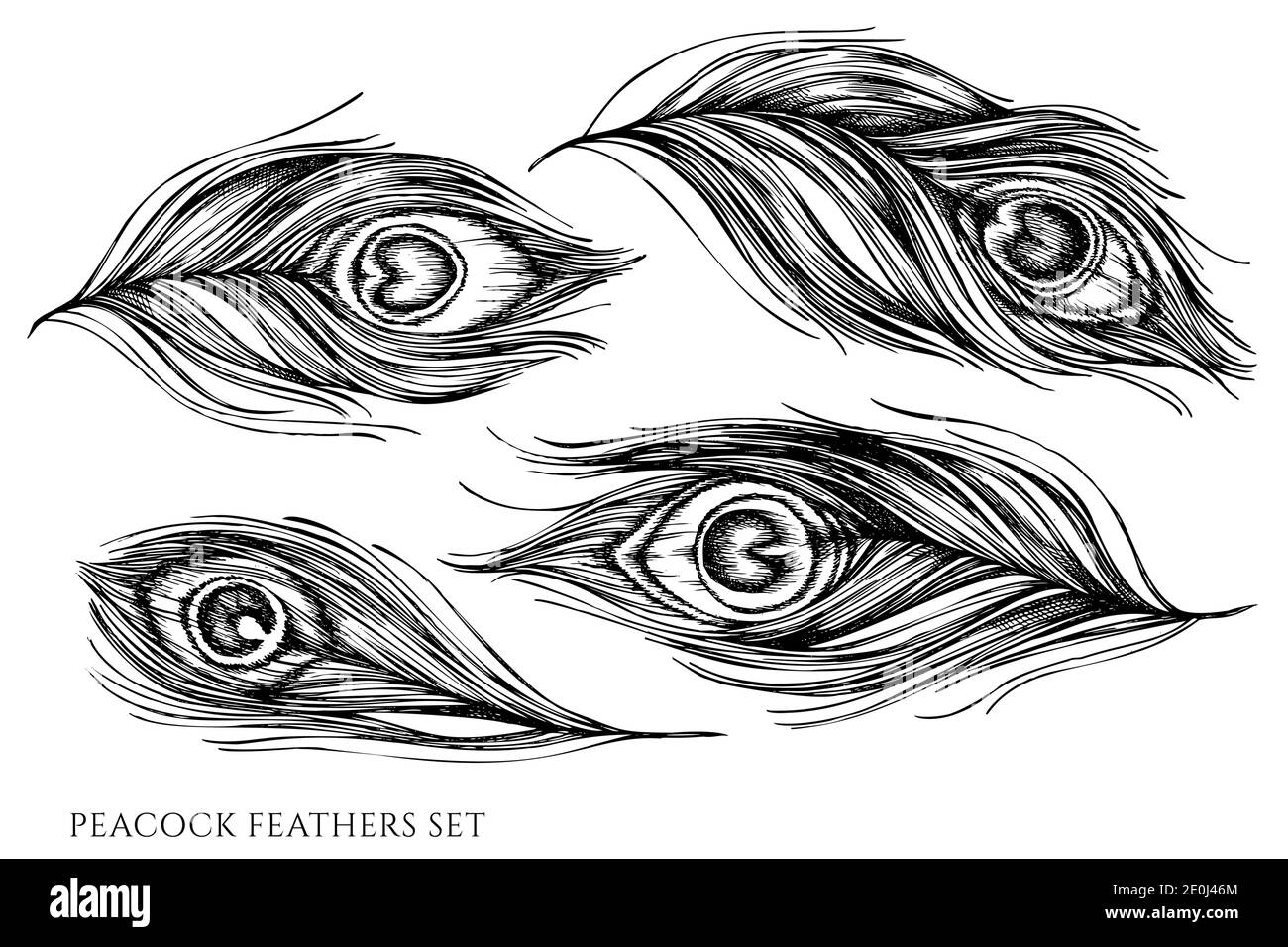 Vector set of hand drawn black and white peacock feathers Stock Vector  Image \u0026 Art - Alamy, image size:1300x956
