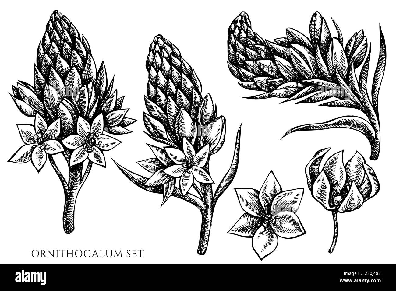 Vector set of hand drawn black and white ornithogalum Stock Vector