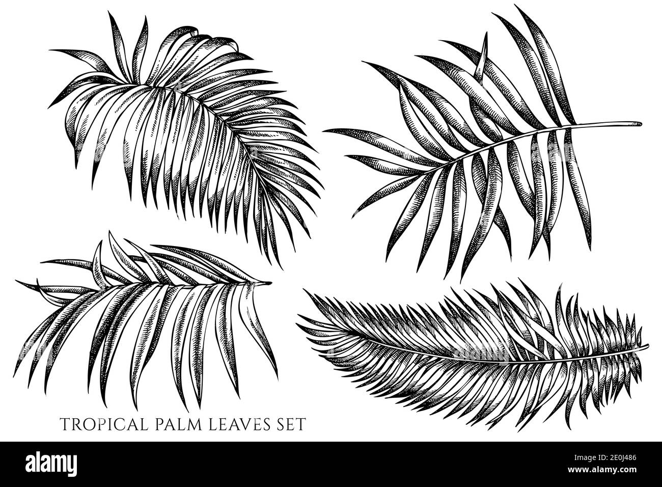 Vector set of hand drawn black and white tropical palm leaves Stock ...