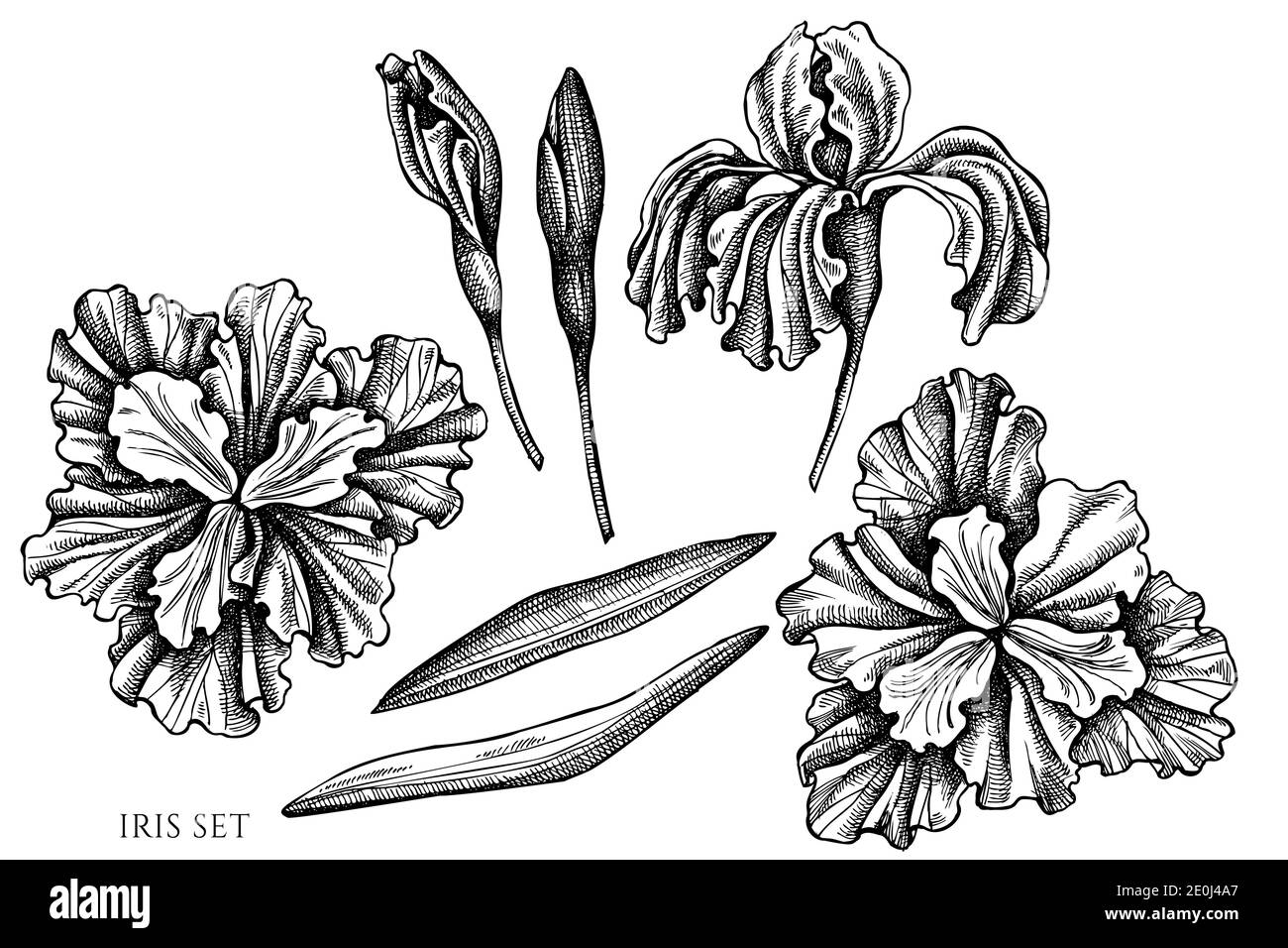 Vector set of hand drawn black and white iris Stock Vector