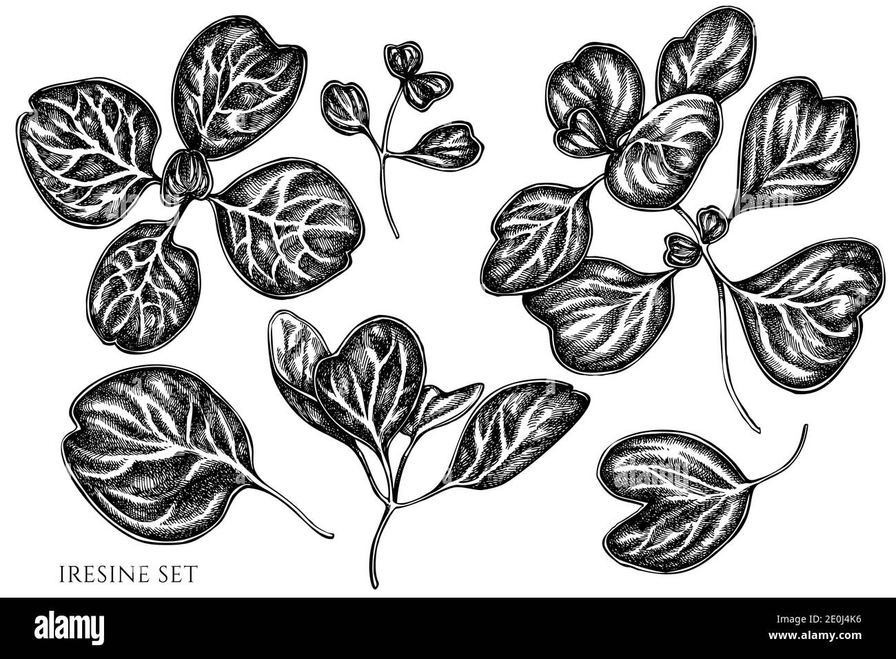 Vector set of hand drawn black and white iresine Stock Vector
