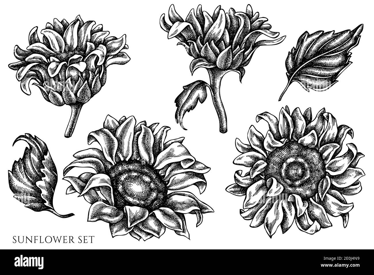Vector set of hand drawn black and white sunflower Stock Vector Image ...