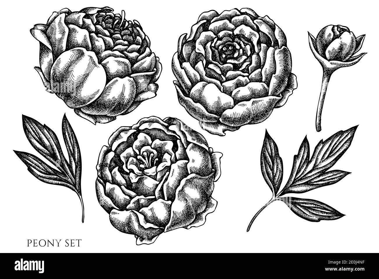 Vector set of hand drawn black and white peony Stock Vector Image & Art ...