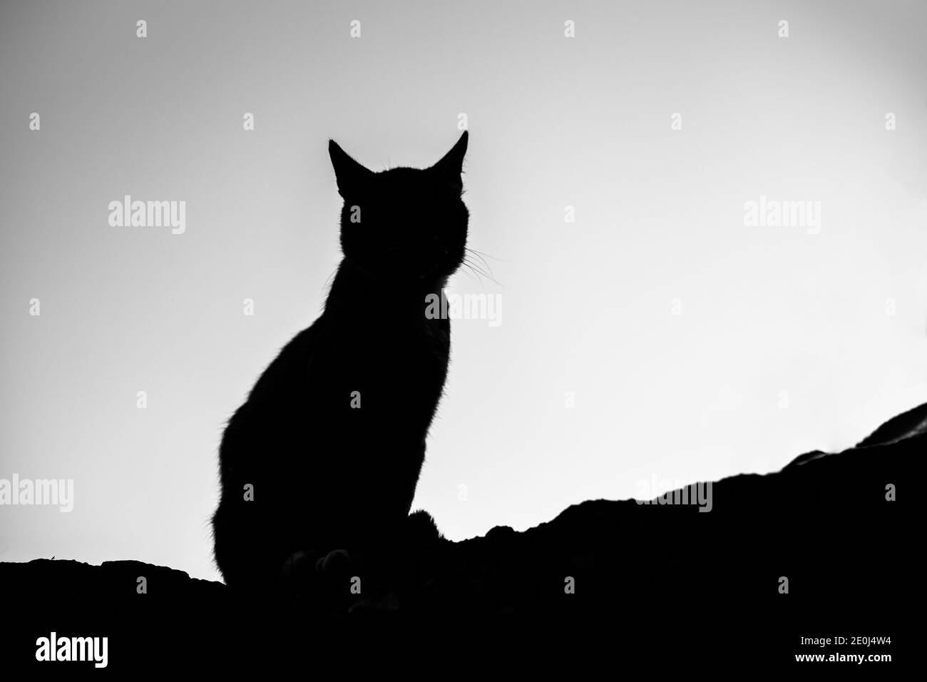 Silhouette of a cat sitting on a stone surface against the background ...