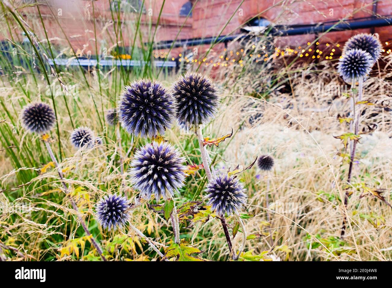 Blue heads of great globe thistle. Echinops sphaerocephalus, glandular