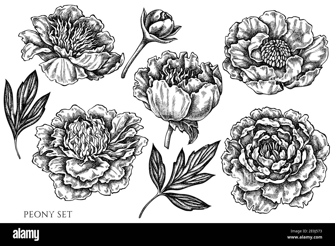 Vector set of hand drawn black and white peony Stock Vector Image & Art ...
