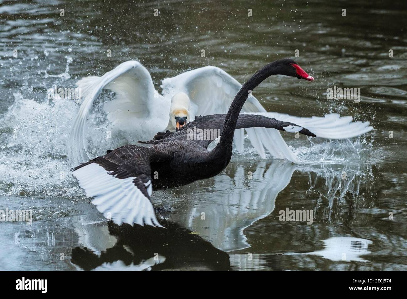 Mute Swan Attack