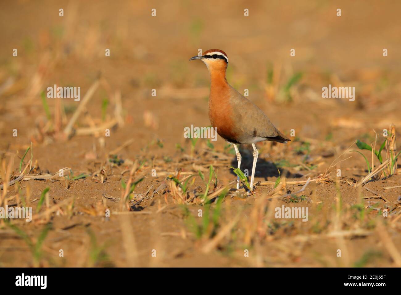 A beautiful adult Indian Courser (Cursorius coromandelicus) in a field in Gujarat, India Stock Photo