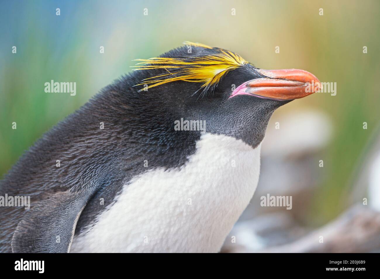 Close-up of a macaroni penguin (Eudyptes chrysolophus), East Falkland, Falkland Islands, South Atlantic, South America Stock Photo