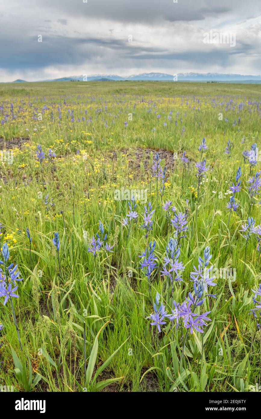 Oregon Prairie Wildflowers zumwalt prairie hi-res stock photography and images - Alamy