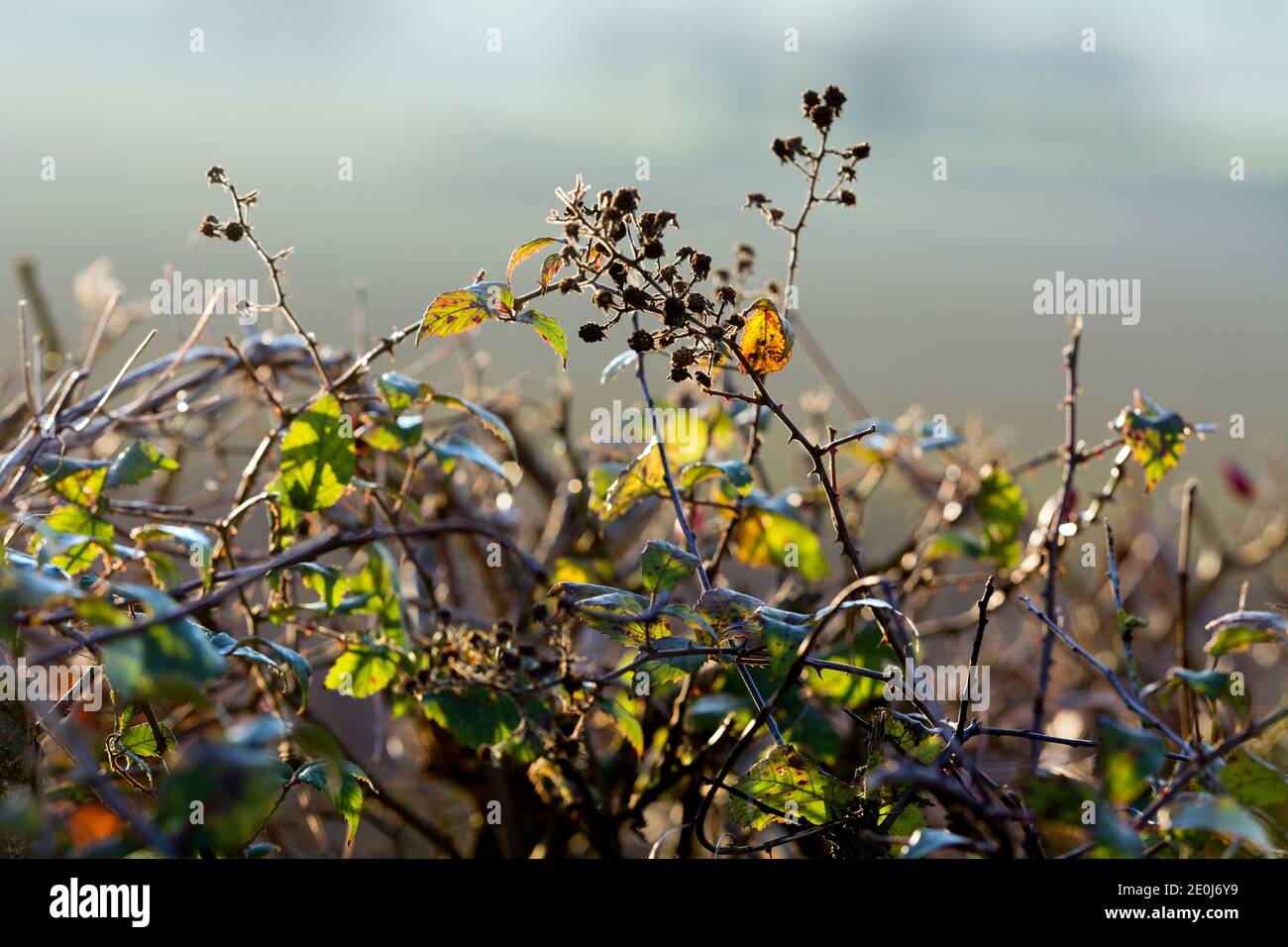 A hedgerow in winter, Warwickshire, England, UK Stock Photo