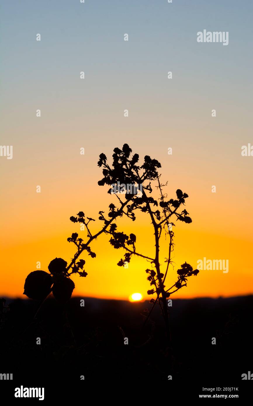 Bramble plant in a hedgerow in winter at sunset, Warwickshire, UK Stock Photo