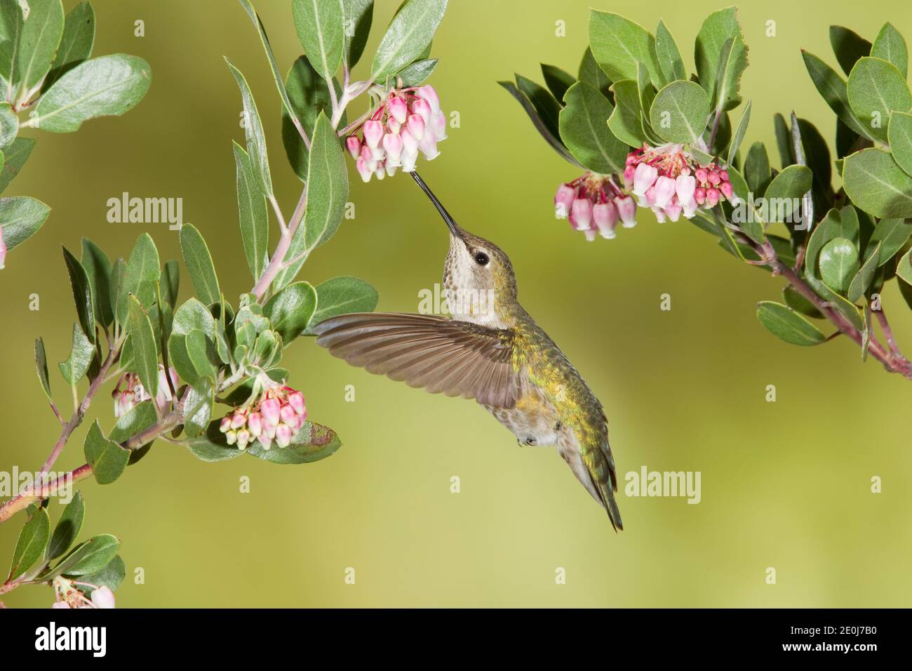 Anna's Hummingbird female, Calypte anna, feeding at Point-leaf Manzanita flowers, Arctostaphylos pungens. Stock Photo