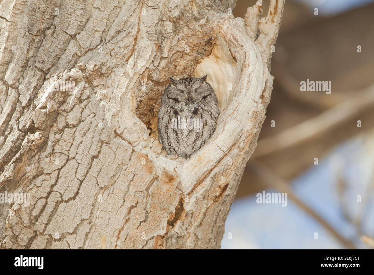Western Screech-Owl, Megascops kennicottii, in cavity of Fremont's Cottonwood Tree, Populus fremontii. Stock Photo