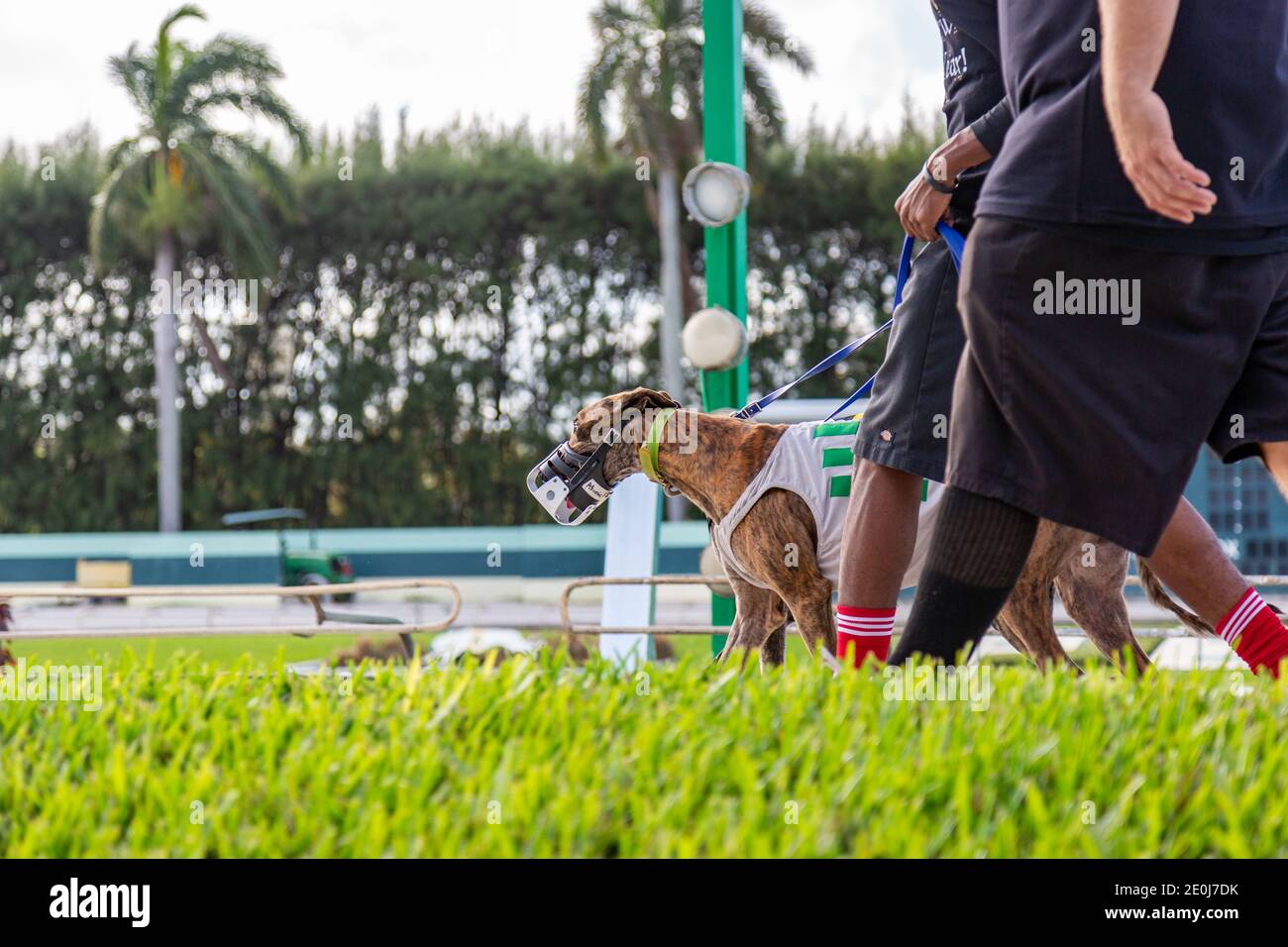 Leadouts parade a greyhound before a race at the Palm Beach Kennel Club in West Palm Beach, Fla. on the day before the races became illegal. Stock Photo