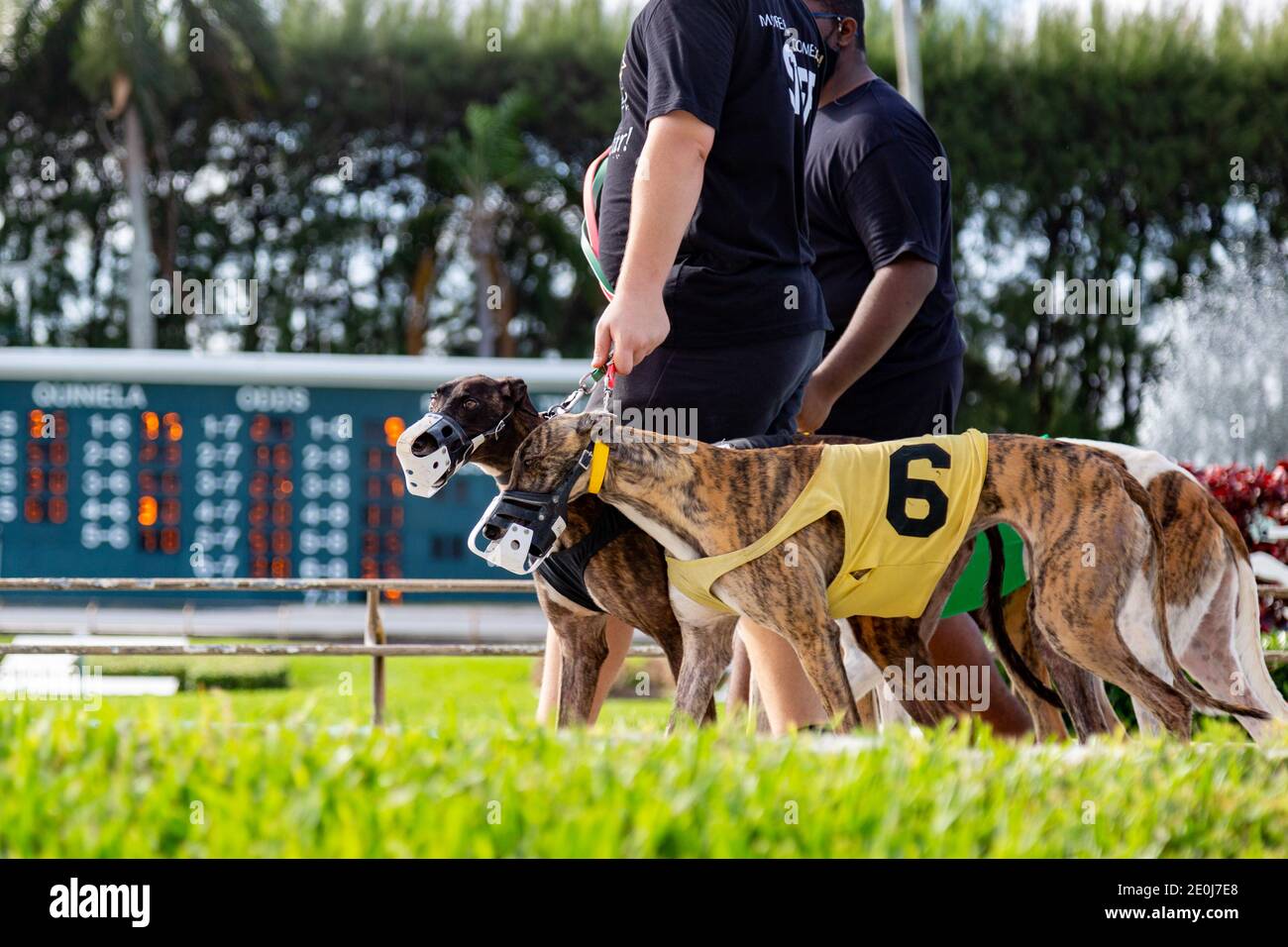 Leadouts parade the greyhounds before a race at the Palm Beach Kennel Club in West Palm Beach, Fla. on the day before the races became illegal. Stock Photo