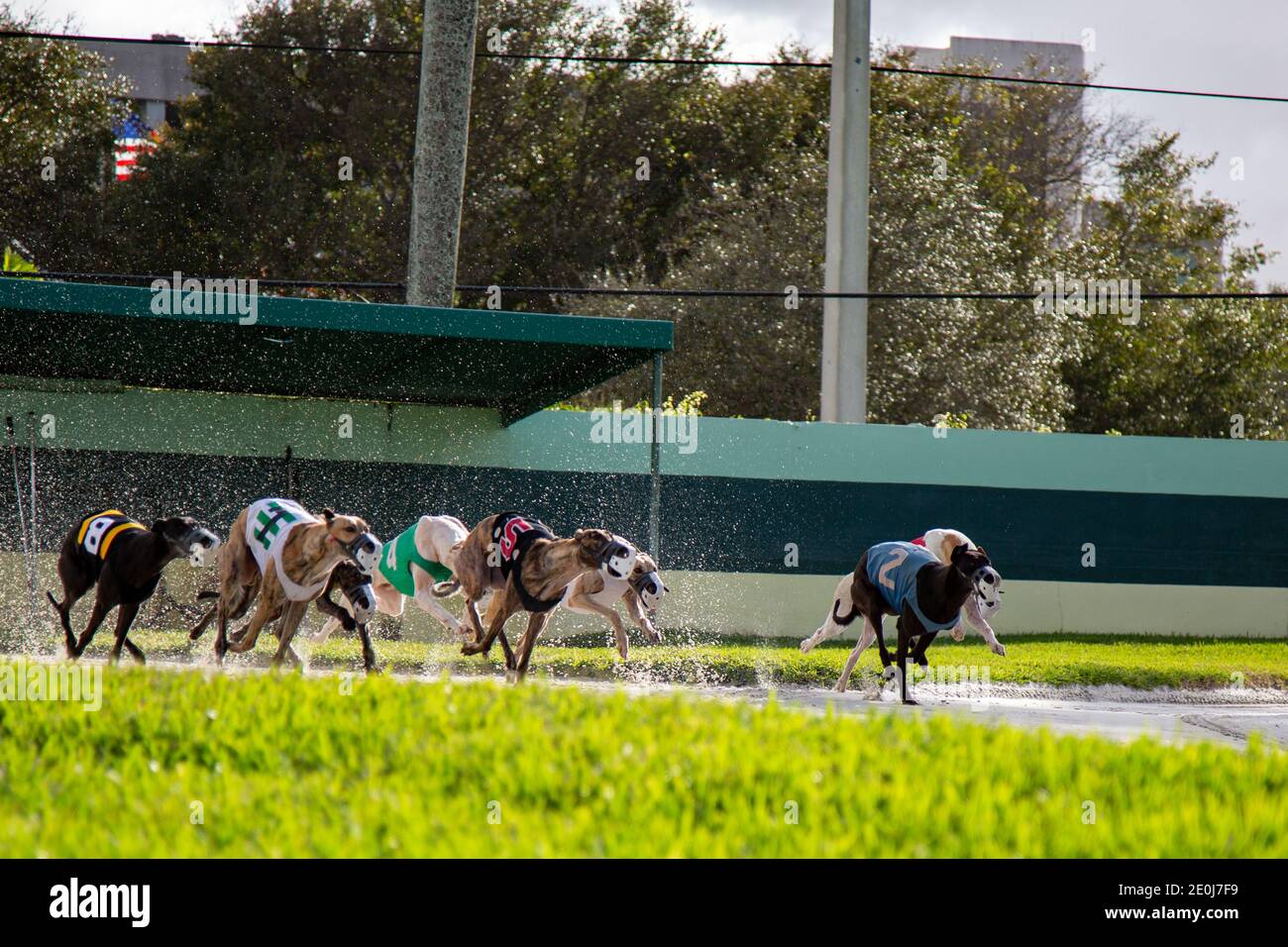 Racing greyhounds sprint from the starting gate at the Palm Beach Kennel Club in West Palm Beach, Florida the day before the races became illegal. Stock Photo