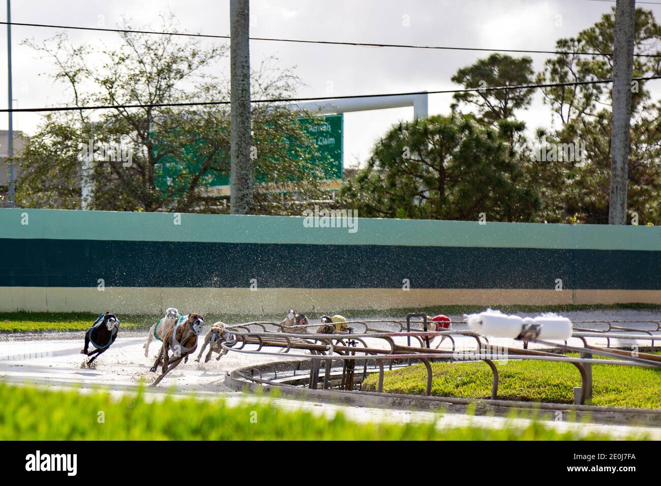 Racing greyhounds round the turn chasing the lure at the Palm Beach Kennel Club in West Palm Beach, Florida the day before the races became illegal. Stock Photo