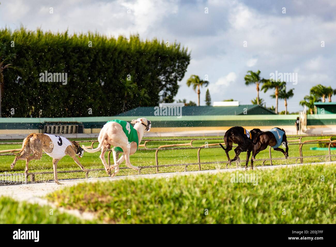 Four greyhounds racing at the Palm Beach Kennel Club in West Palm Beach, Florida the day before the races became illegal. Stock Photo