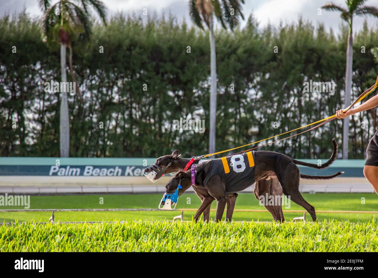 Two greyhounds rest after completing a race at the Palm Beach Kennel Club in West Palm Beach, Florida on the last day dog racing was legal. Stock Photo