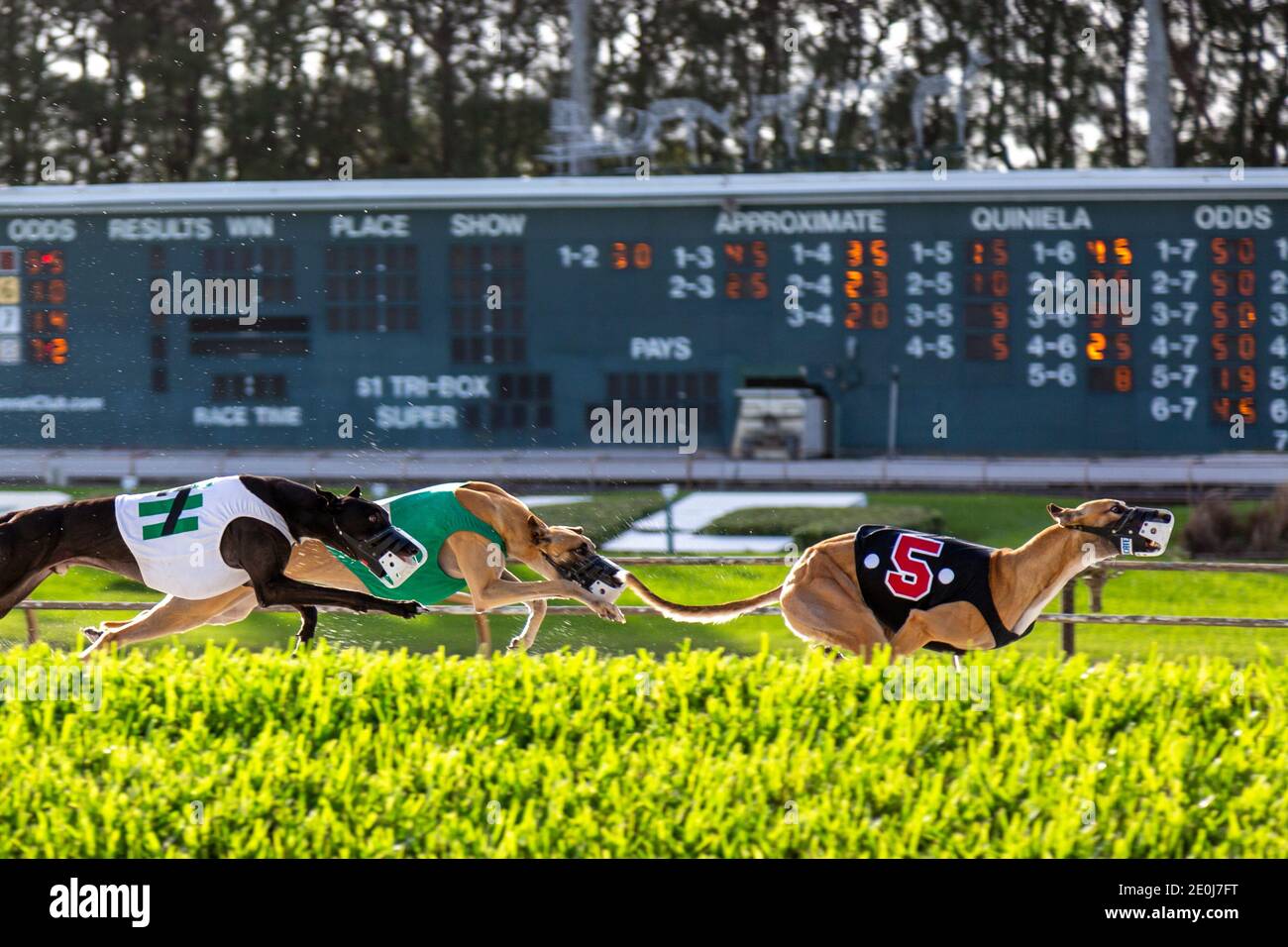 Three racing greyhounds racing at the Palm Beach Kennel Club in West