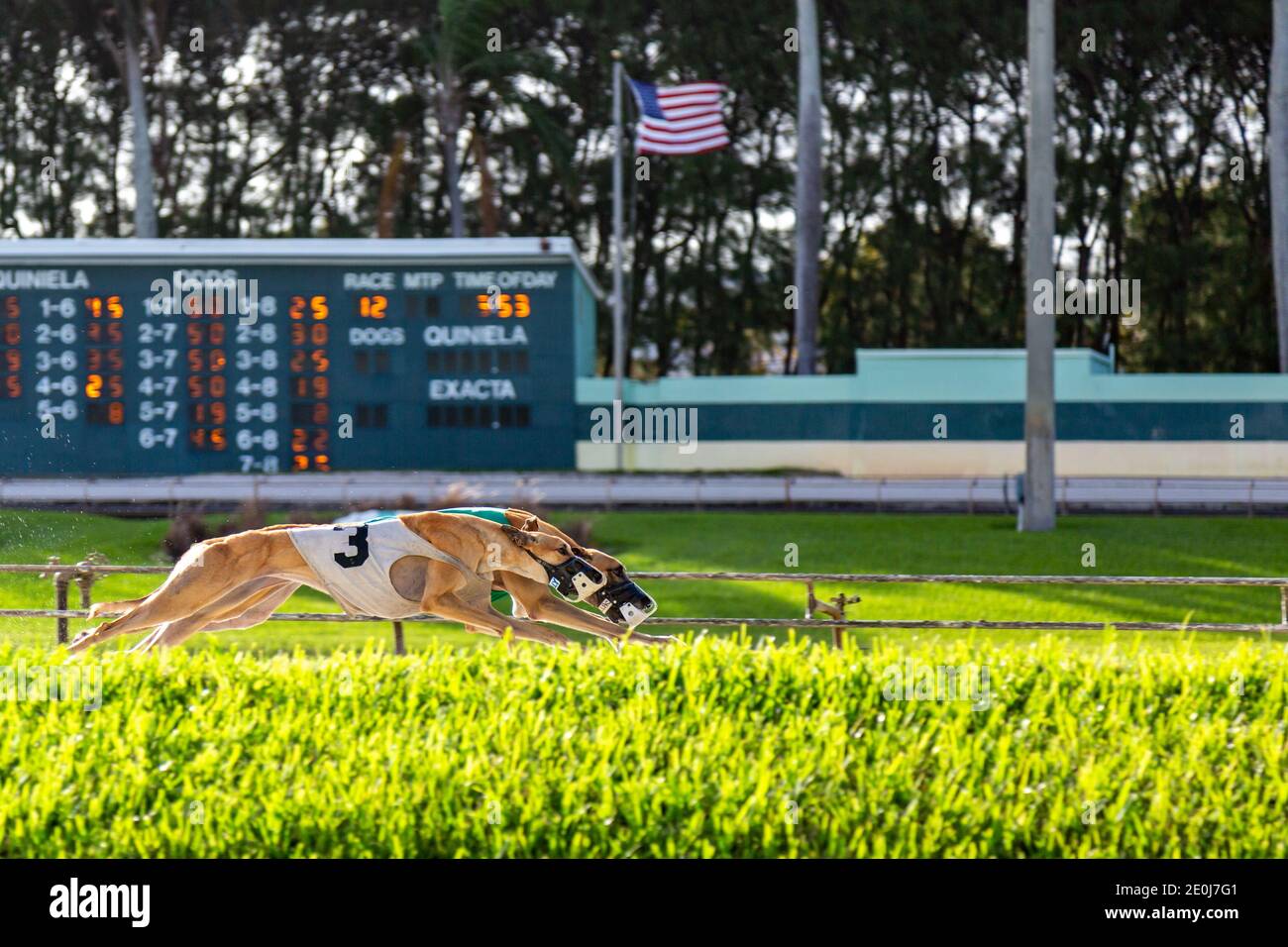Two greyhounds racing at the Palm Beach Kennel Club in West Palm Beach, Florida the day before the races became illegal. Stock Photo