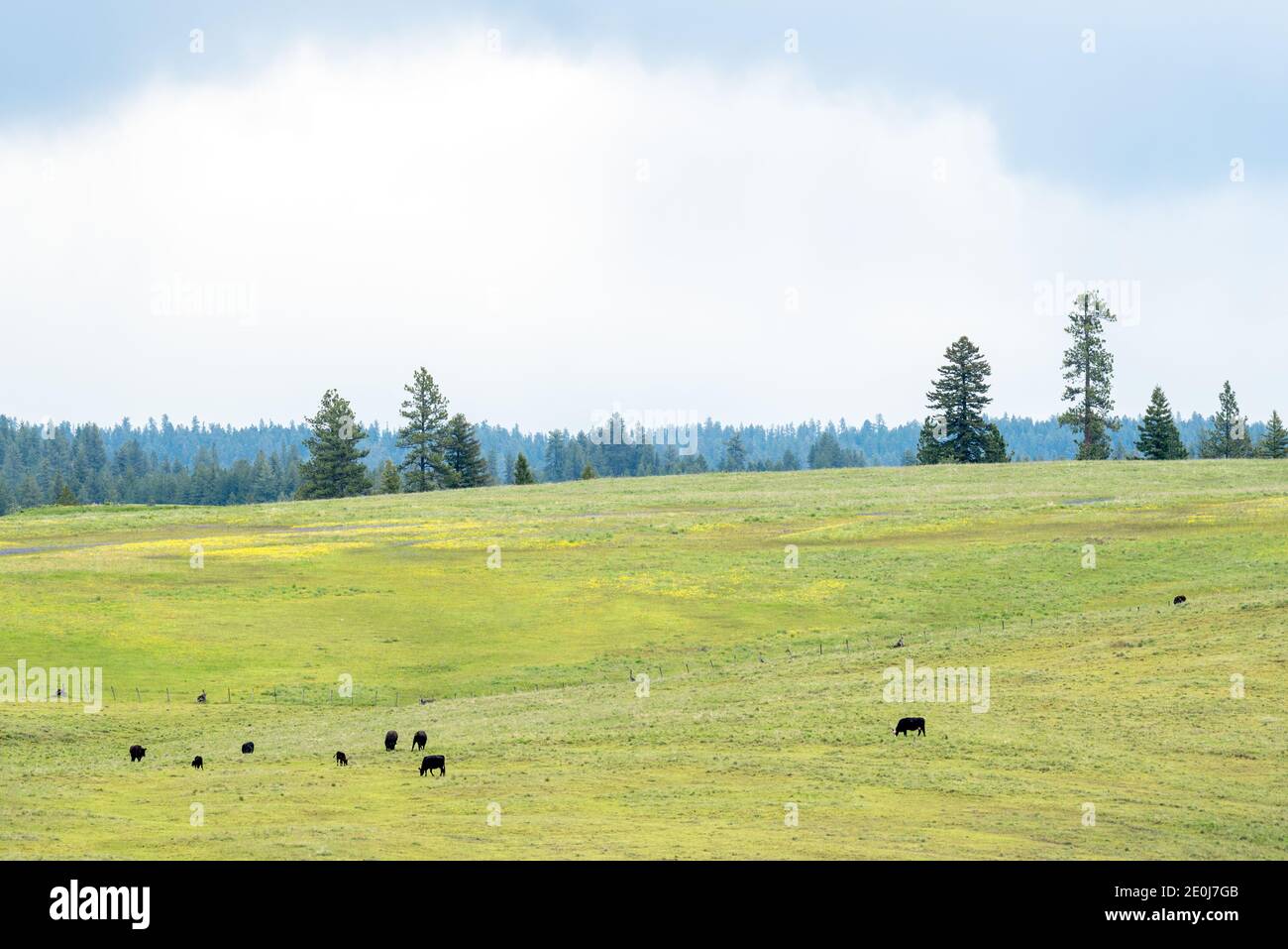 Cows grazing in a meadow in Northeast Oregon. Stock Photo