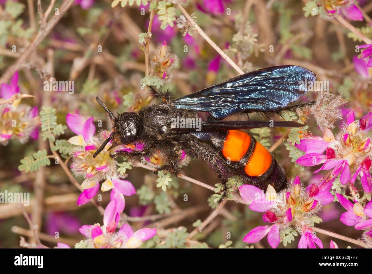 Scoliid Wasp, Campsomeris ephippium, Scoliidae. Nectaring on Dalea. Stock Photo