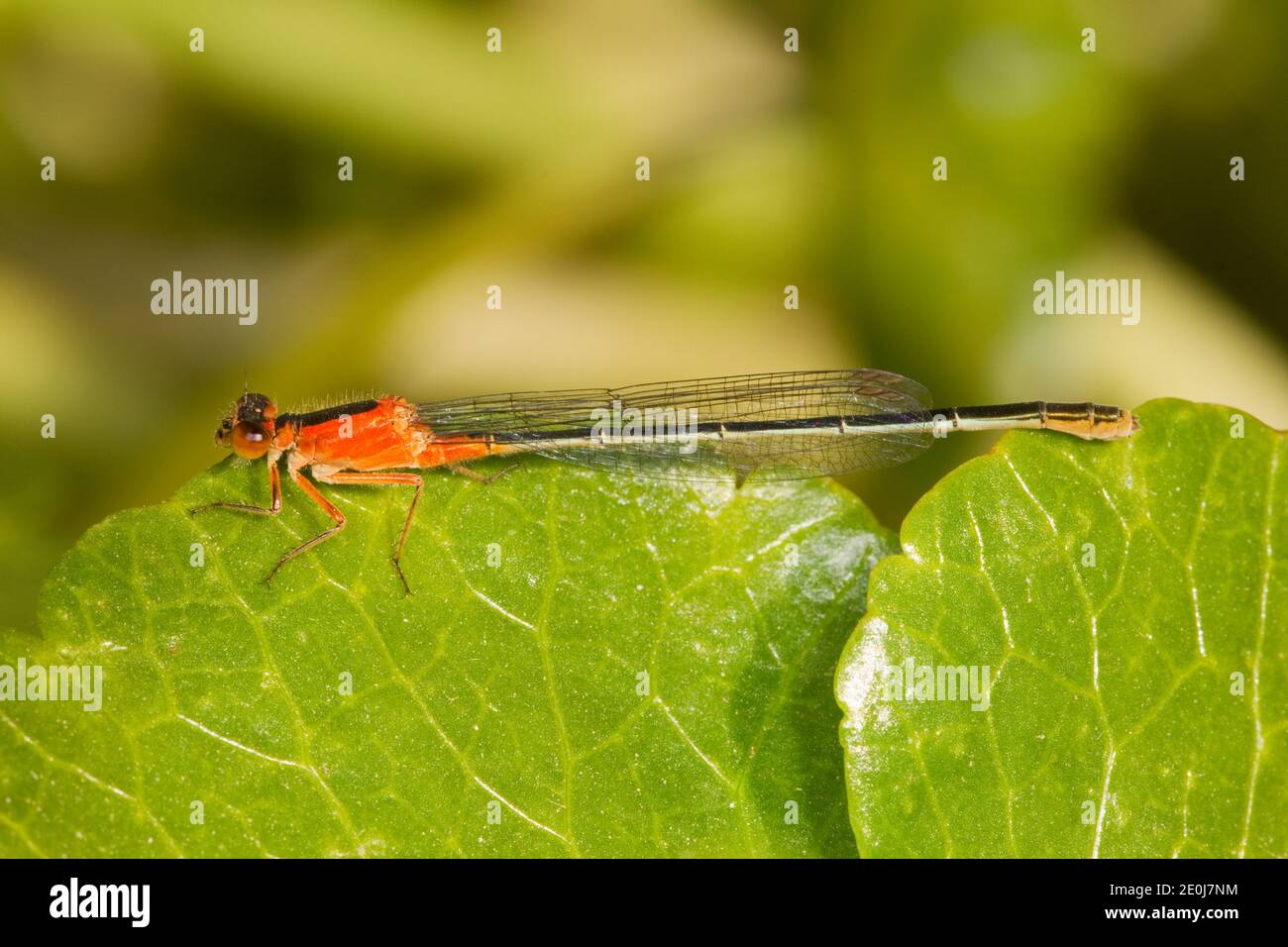 Rambur's Forktail Damselfly immature heteromorph female, Ischnura ...