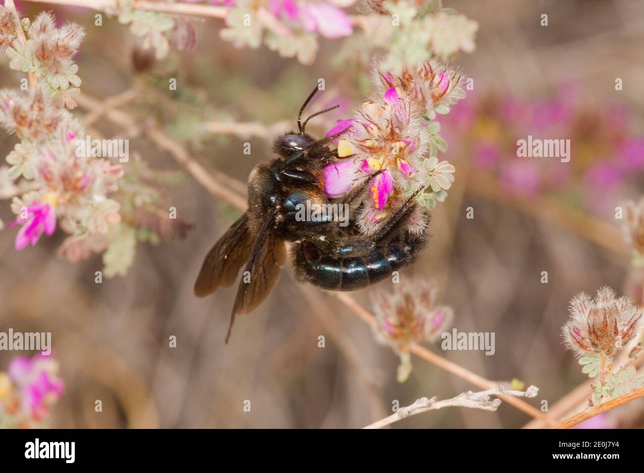 Arizona Carpenter Bee, Xylocopa californica arizonensis, Xylocopinae, Apidae. Nectaring at Dalea versicolor. Stock Photo