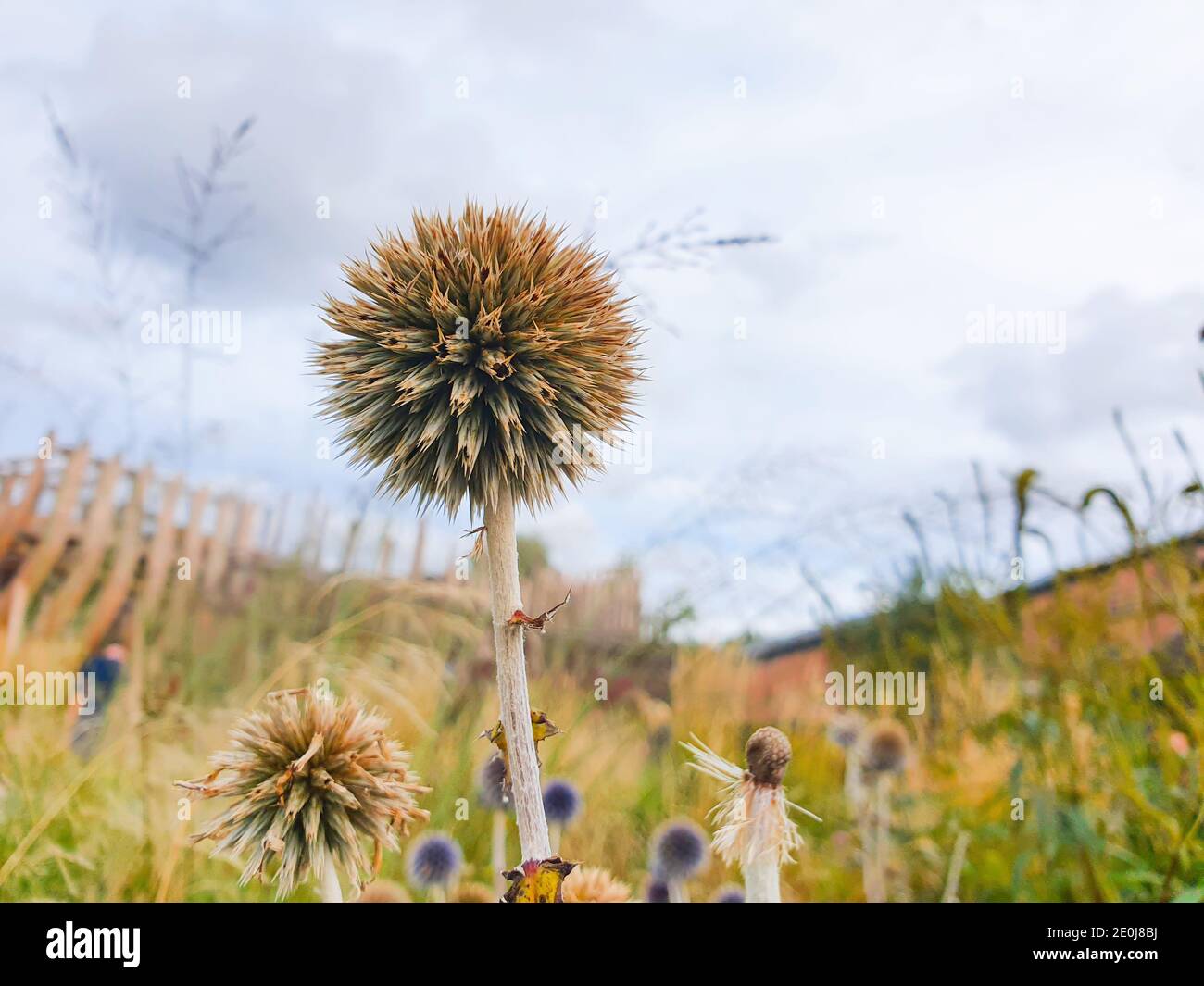Dry heads of great globe thistle. Echinops sphaerocephalus, glandular
