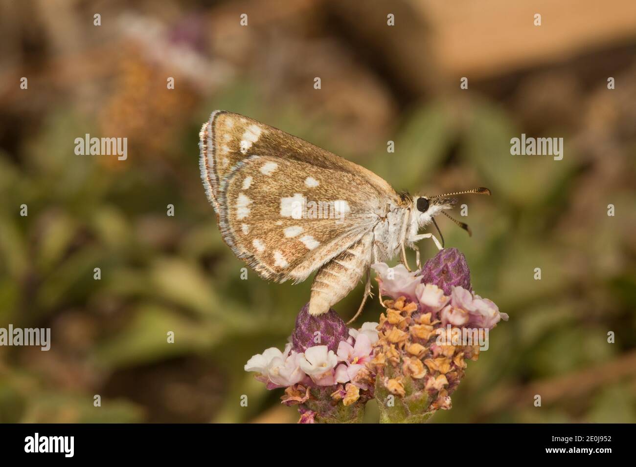 Mojave Sootywing Skipper Butterfly, Hesperopsis libya, Hesperiidae. Nectaring at Frog Fruit flower, Phyla nodiflora, Verbenaceae. Stock Photo