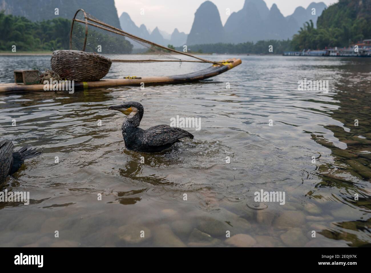 Cormorant China fishing the Li River  at dusk Stock Photo