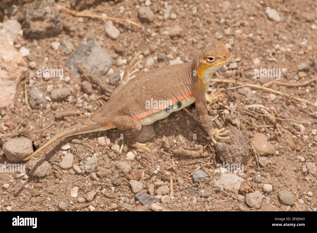 Common Lesser Earless Lizard female, Holbrookia maculata. Stock Photo