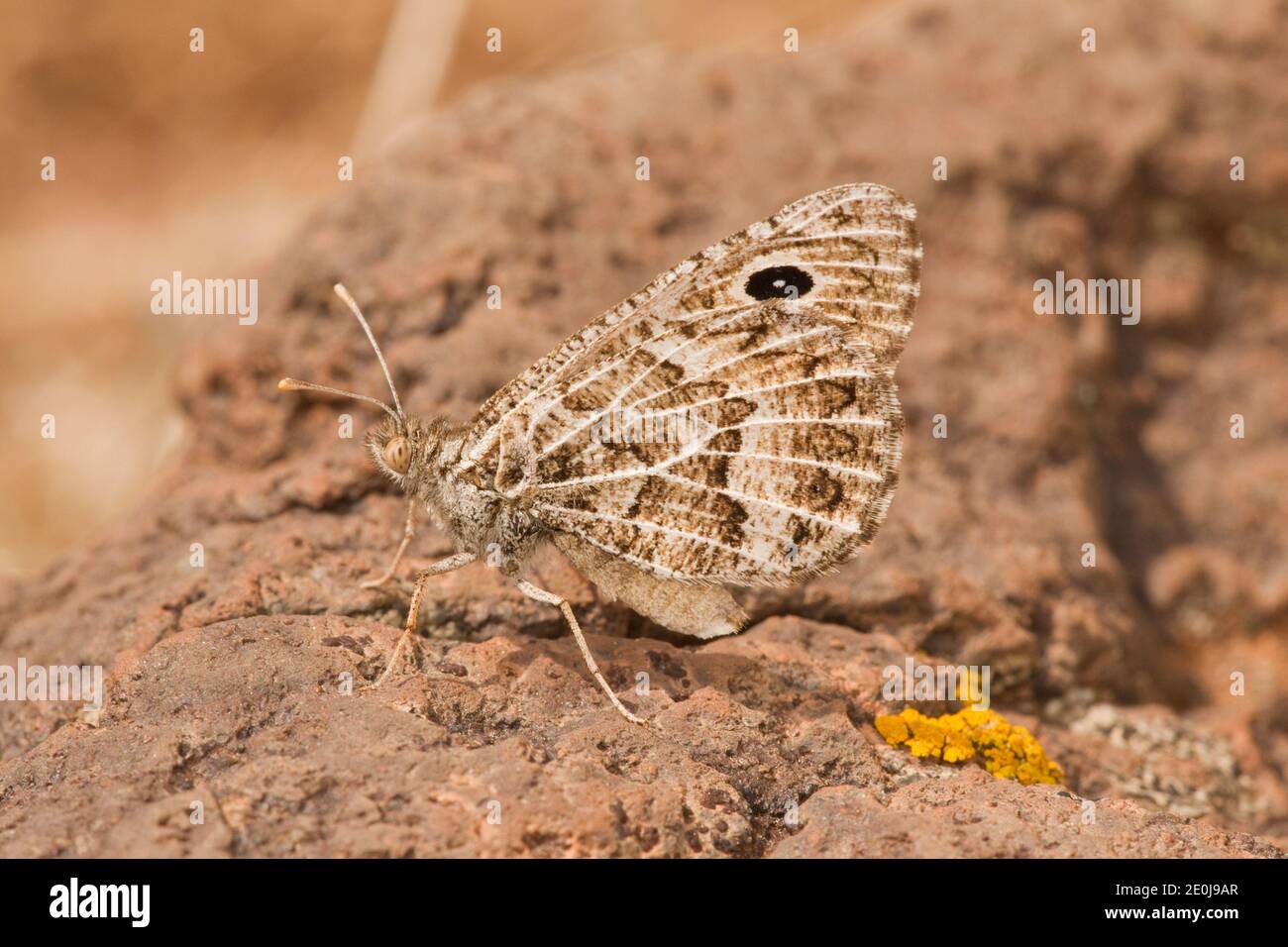 Riding's Satyr Butterfly, Neominois ridingsii, Nymphalidae. Stock Photo