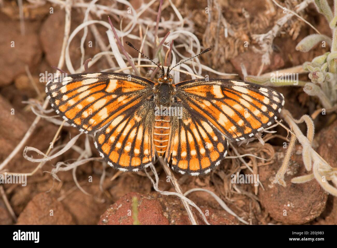 Fulvia Checkerspot Butterfly female, Chlosyne fulvia, Nymphalidae. Stock Photo