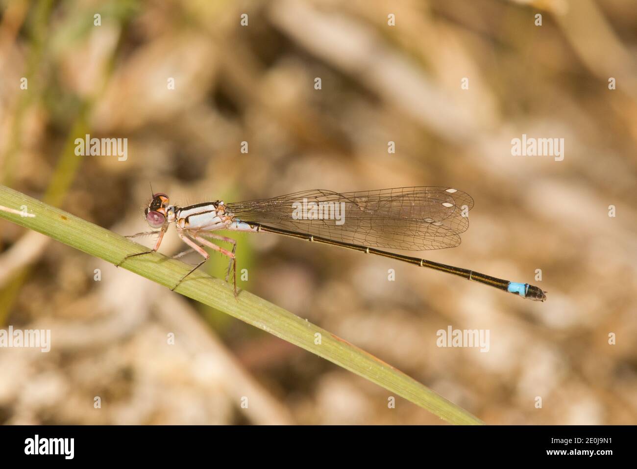 Plains Forktail Damselfly immature heteromorph female, Ischnura damula ...