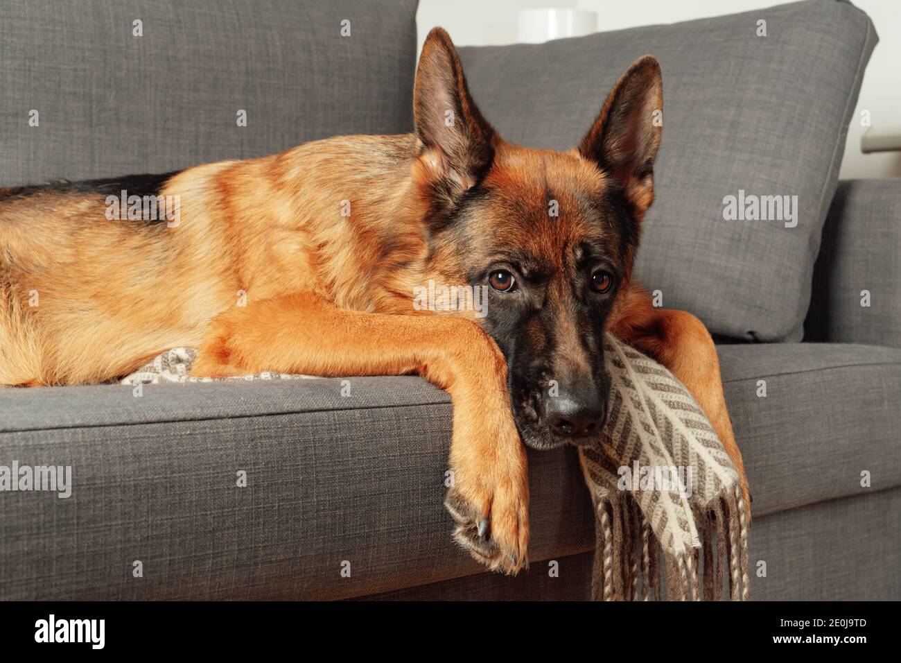 Purebred young German shepherd dog lying curled up on a sofa in the