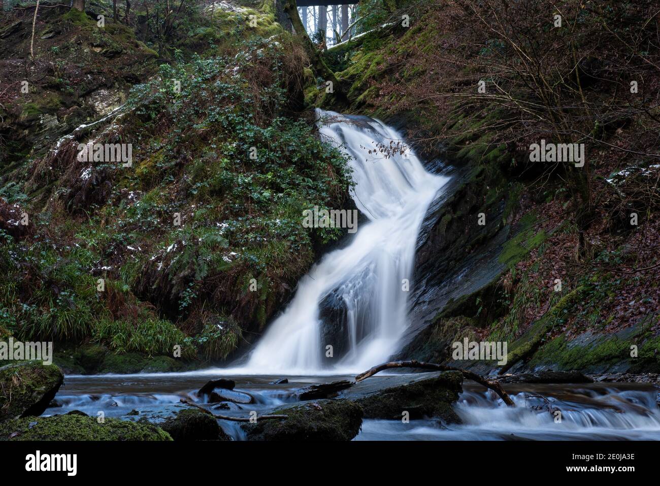 Mountainscapes, Pine Trees in the mist... welsh mountain