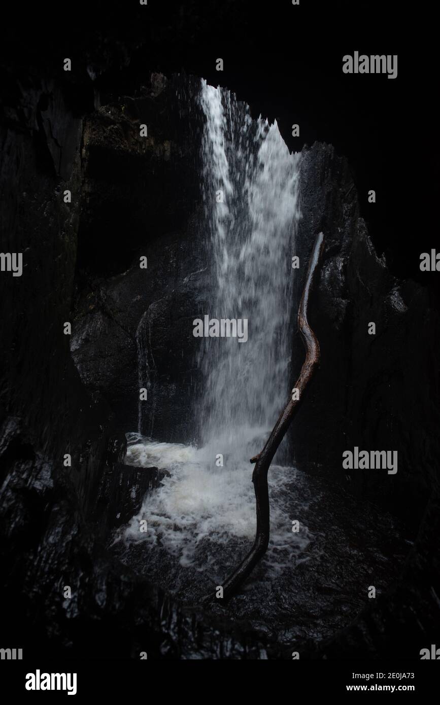 Mountainscapes, Pine Trees in the mist... welsh mountain