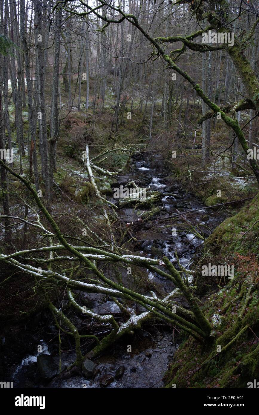 Mountainscapes, Pine Trees in the mist... welsh mountain